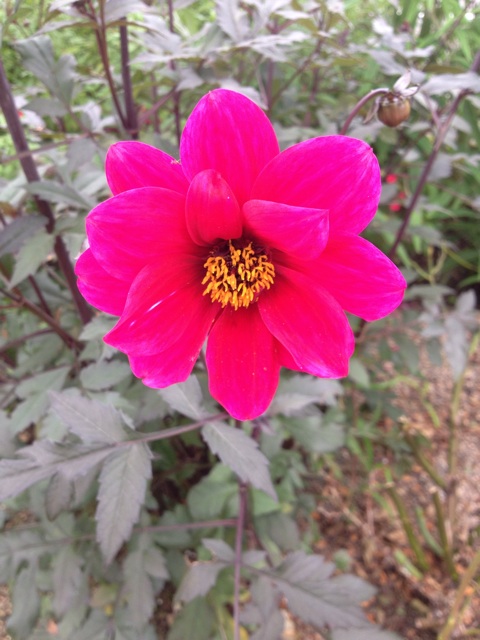 f:id:sprighascome:20150727231631j:plain f:id:sprighascome:20150727231631j:plain