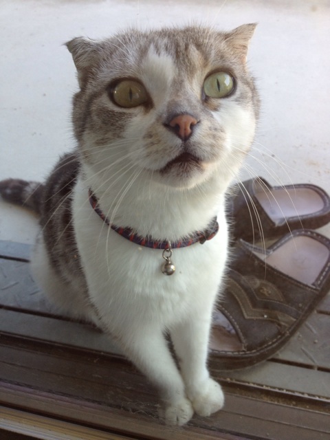 f:id:sprighascome:20150901223627j:plain f:id:sprighascome:20150901223627j:plain