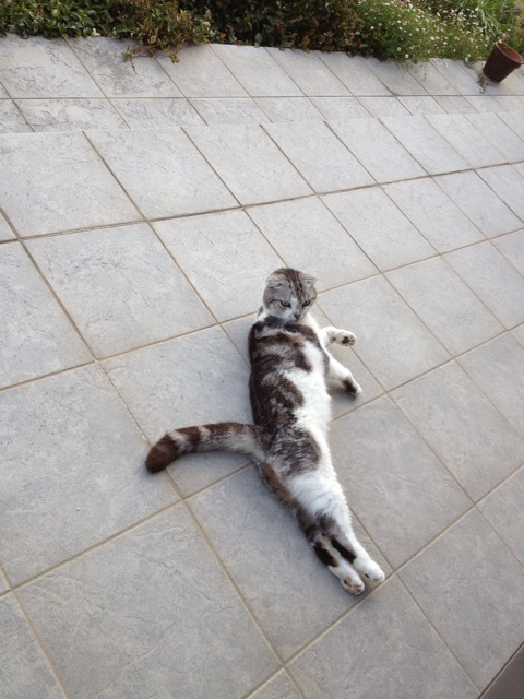 f:id:sprighascome:20150901224049j:plain f:id:sprighascome:20150901224049j:plain