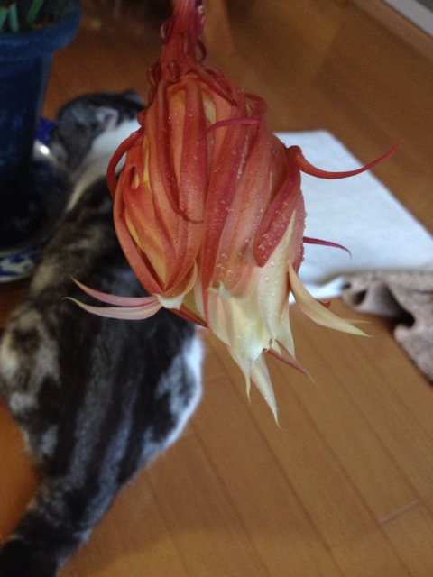 f:id:sprighascome:20150911201109j:plain f:id:sprighascome:20150911201109j:plain