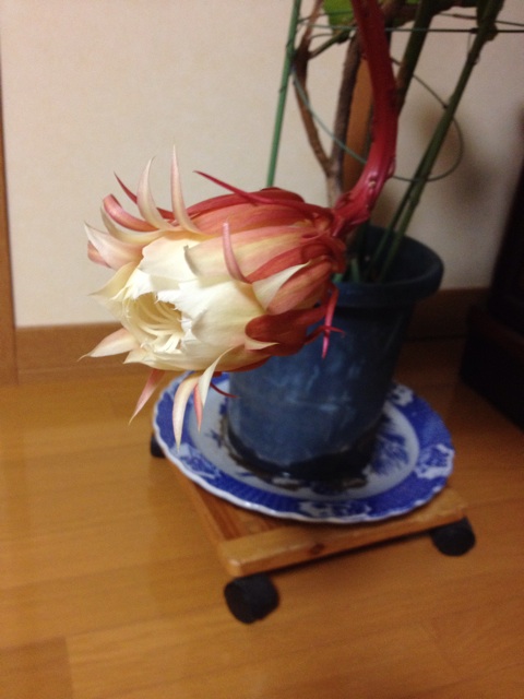 f:id:sprighascome:20150911201346j:plain f:id:sprighascome:20150911201346j:plain