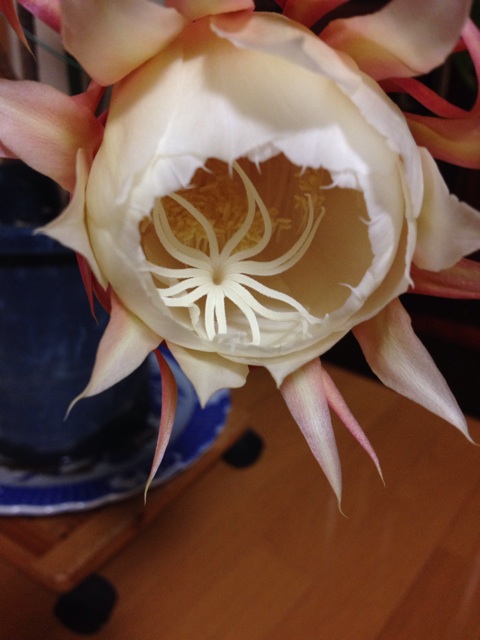 f:id:sprighascome:20150911201518j:plain f:id:sprighascome:20150911201518j:plain