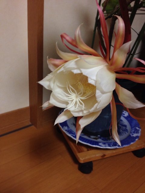 f:id:sprighascome:20150911201619j:plain f:id:sprighascome:20150911201619j:plain