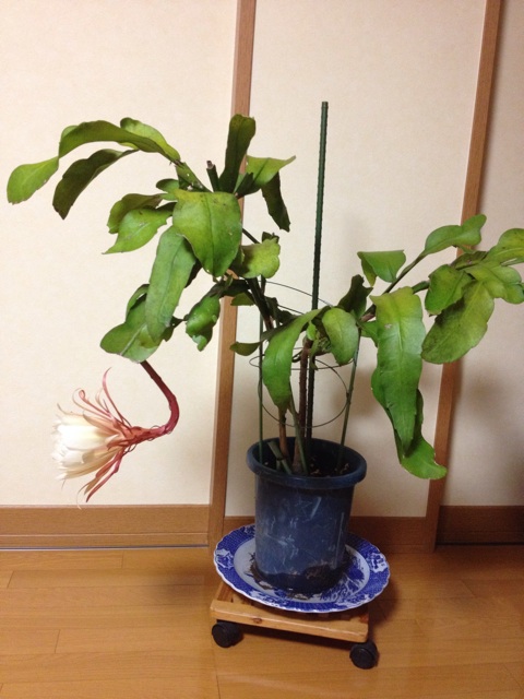 f:id:sprighascome:20150911202000j:plain f:id:sprighascome:20150911202000j:plain