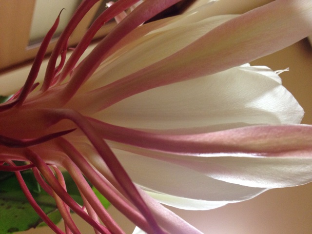f:id:sprighascome:20150911202021j:plain f:id:sprighascome:20150911202021j:plain