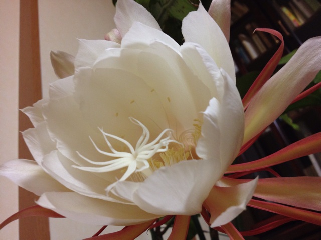 f:id:sprighascome:20150911202104j:plain f:id:sprighascome:20150911202104j:plain