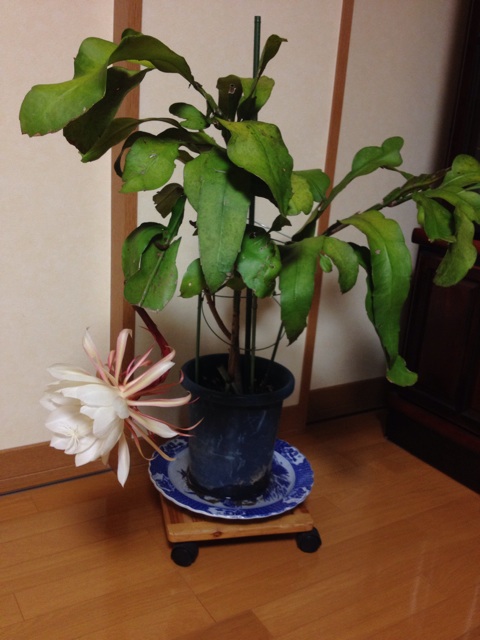 f:id:sprighascome:20150911202756j:plain f:id:sprighascome:20150911202756j:plain