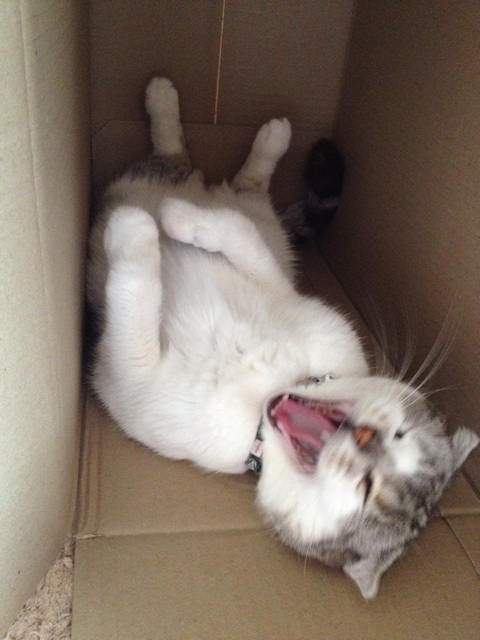 f:id:sprighascome:20150921184540j:plain f:id:sprighascome:20150921184540j:plain