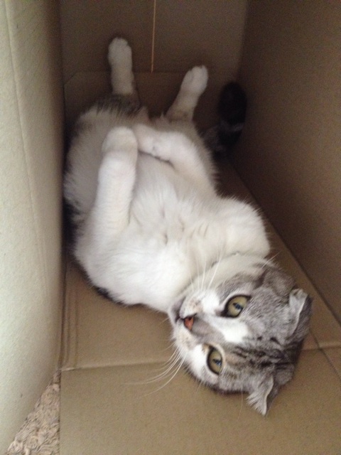 f:id:sprighascome:20150921184610j:plain f:id:sprighascome:20150921184610j:plain