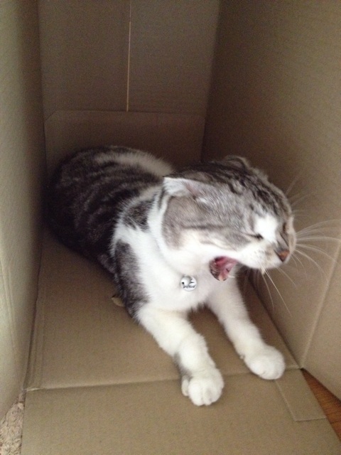 f:id:sprighascome:20150921184632j:plain f:id:sprighascome:20150921184632j:plain