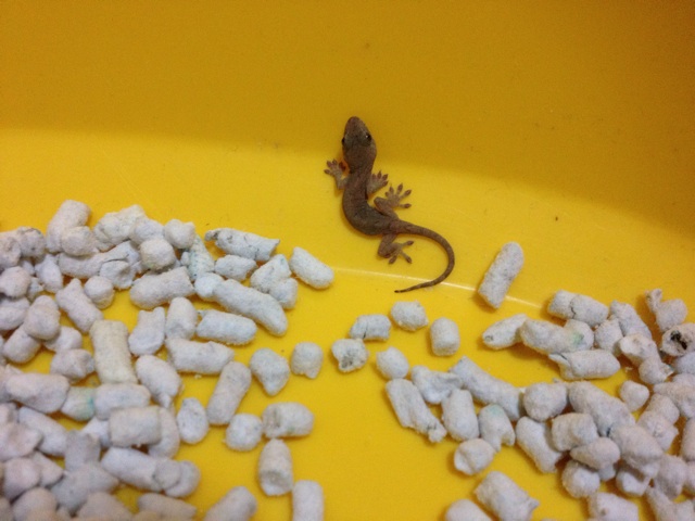 f:id:sprighascome:20150921184658j:plain f:id:sprighascome:20150921184658j:plain