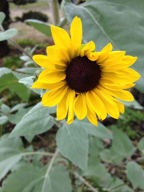 f:id:sprighascome:20150930225240j:plain f:id:sprighascome:20150930225240j:plain