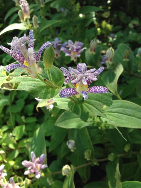 f:id:sprighascome:20150930225446j:plain f:id:sprighascome:20150930225446j:plain