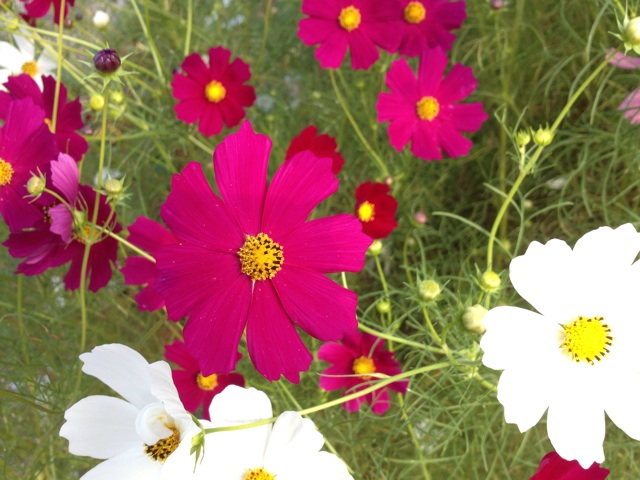 f:id:sprighascome:20151012171430j:plain f:id:sprighascome:20151012171430j:plain