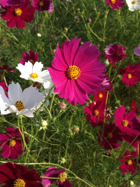 f:id:sprighascome:20151012174408j:plain f:id:sprighascome:20151012174408j:plain