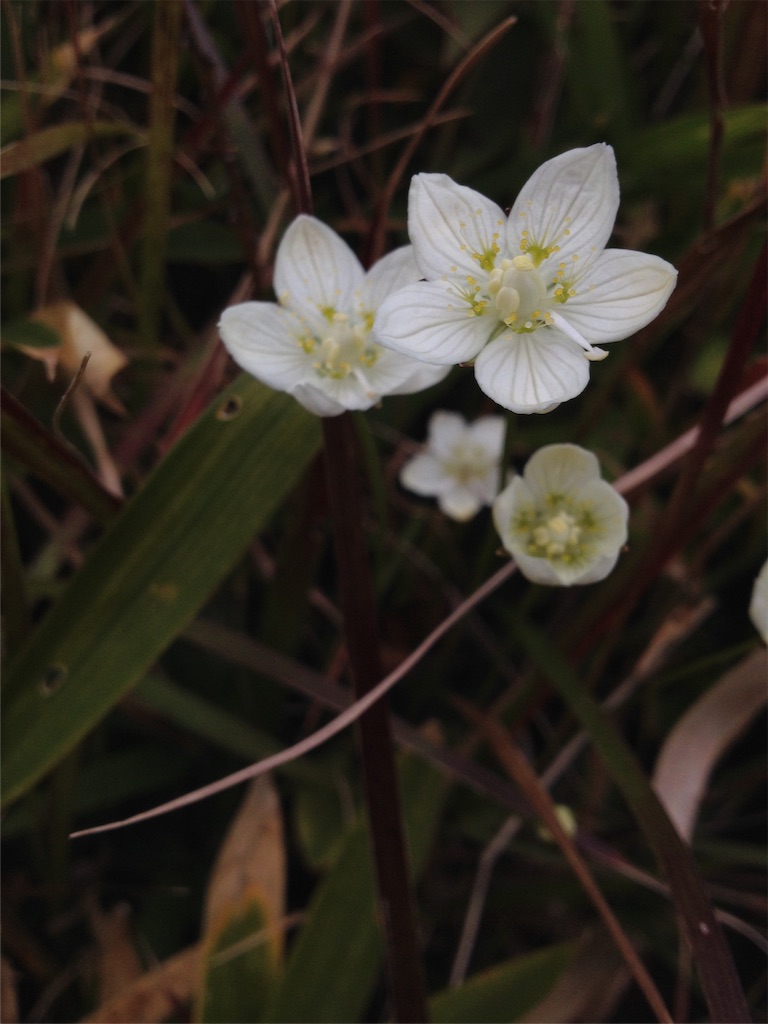 f:id:sprighascome:20151101211250j:image f:id:sprighascome:20151101211250j:image