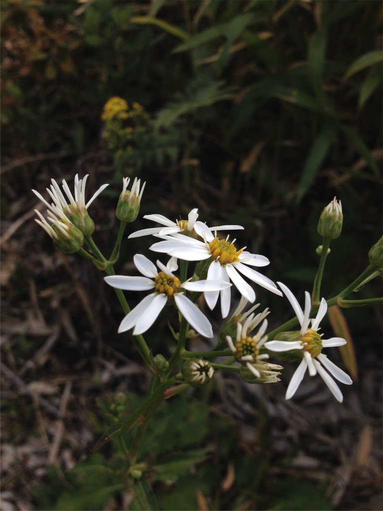 f:id:sprighascome:20151101211329j:image f:id:sprighascome:20151101211329j:image