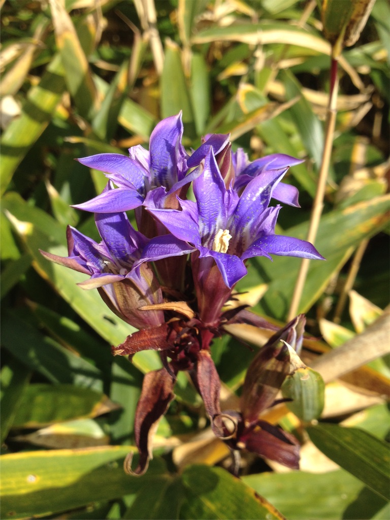 f:id:sprighascome:20151101211646j:image f:id:sprighascome:20151101211646j:image