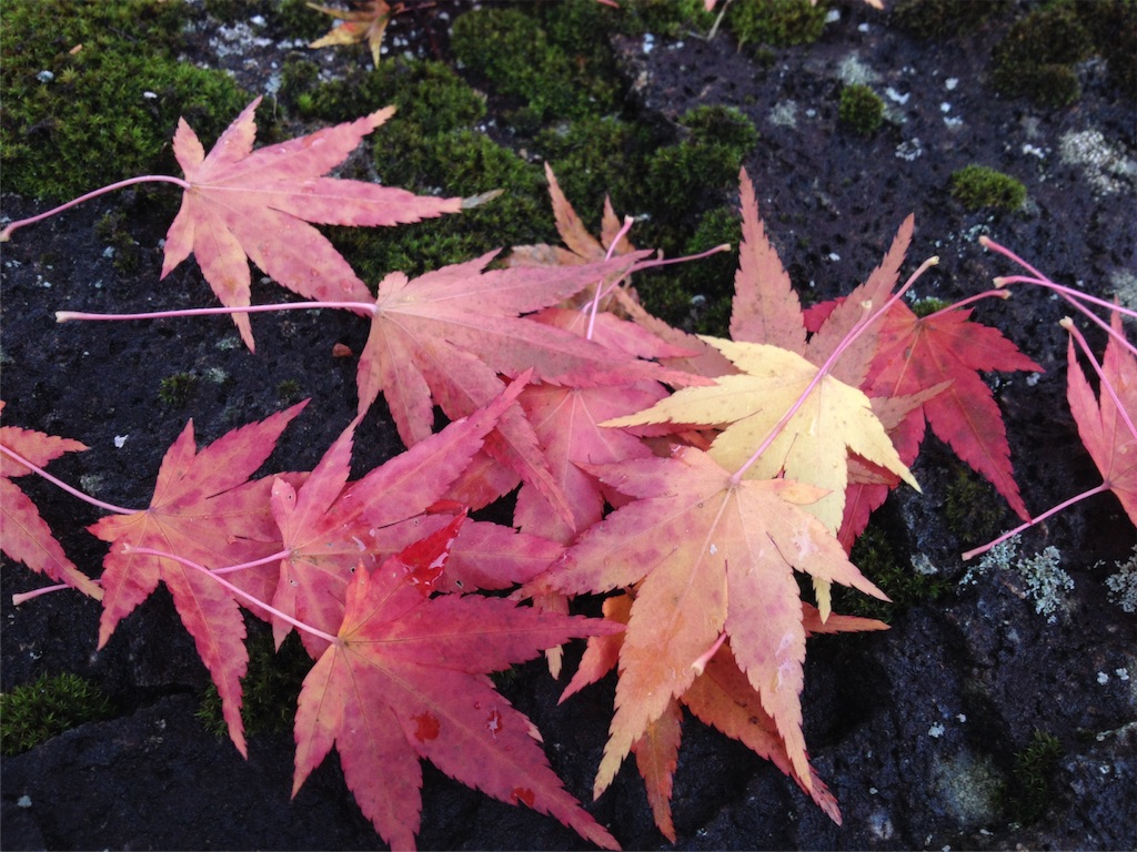 f:id:sprighascome:20151110192350j:image f:id:sprighascome:20151110192350j:image