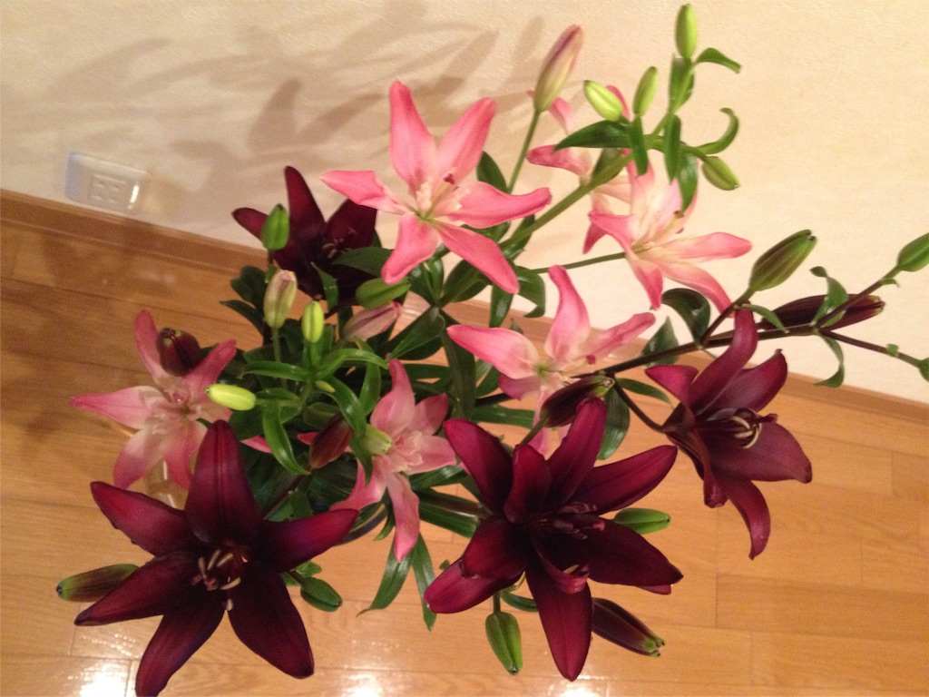 f:id:sprighascome:20151224231423j:image f:id:sprighascome:20151224231423j:image