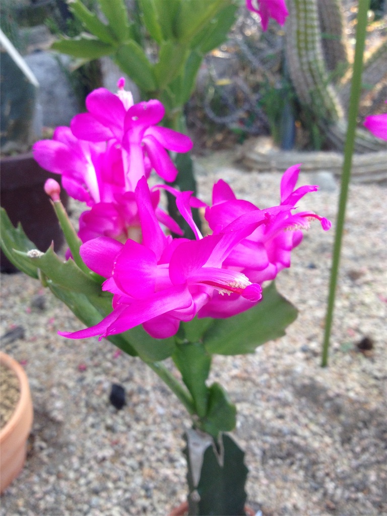 f:id:sprighascome:20160111222507j:image f:id:sprighascome:20160111222507j:image