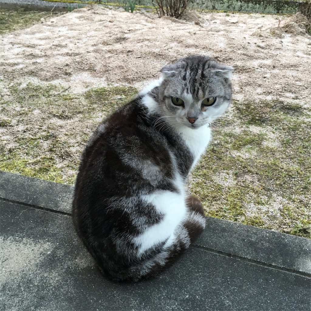 f:id:sprighascome:20160223185706j:image f:id:sprighascome:20160223185706j:image