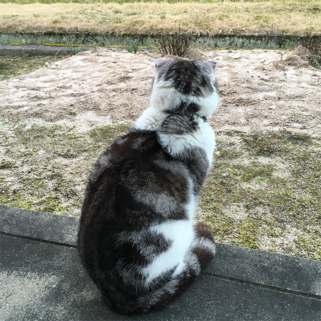 f:id:sprighascome:20160223185923j:image f:id:sprighascome:20160223185923j:image