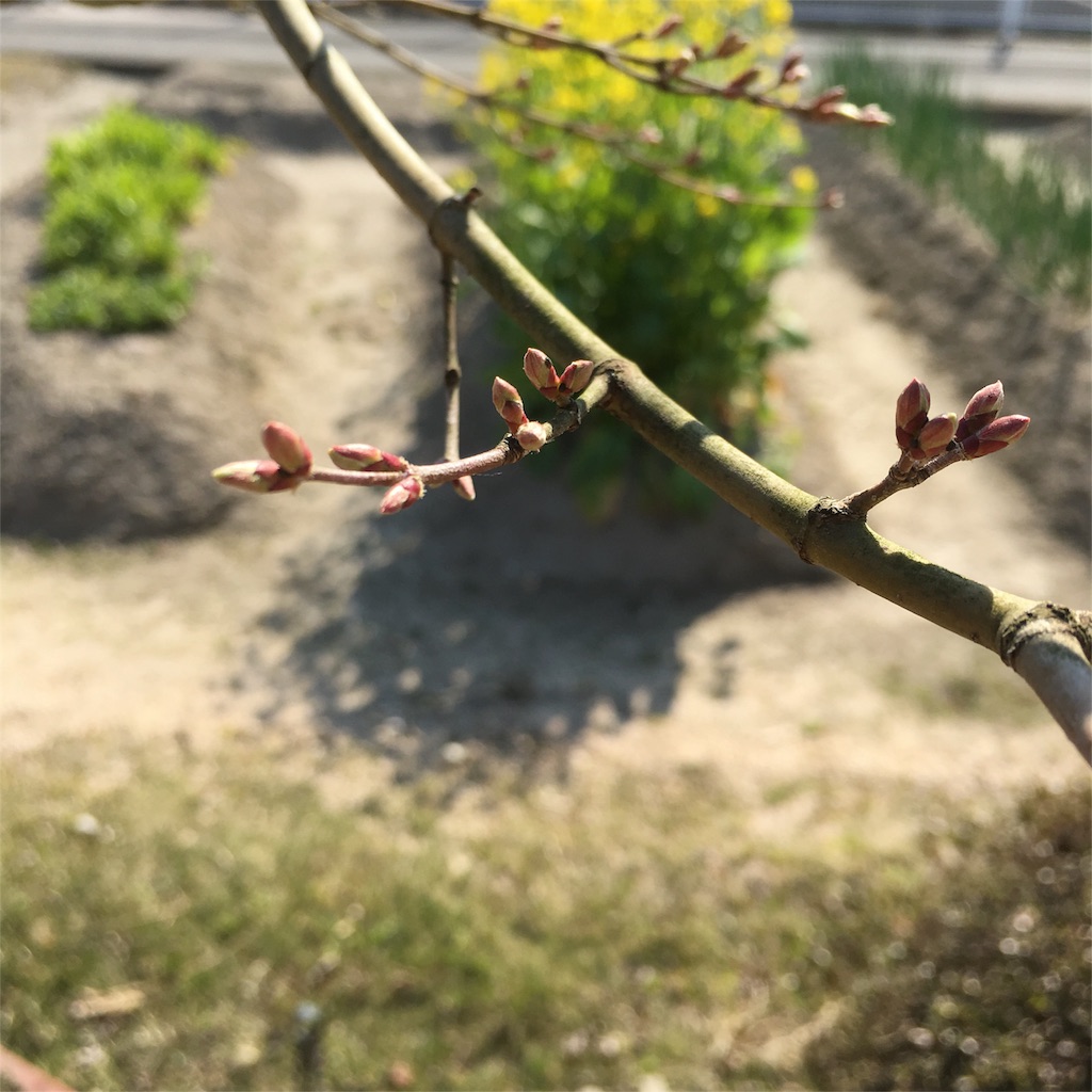 f:id:sprighascome:20160329062757j:image f:id:sprighascome:20160329062757j:image