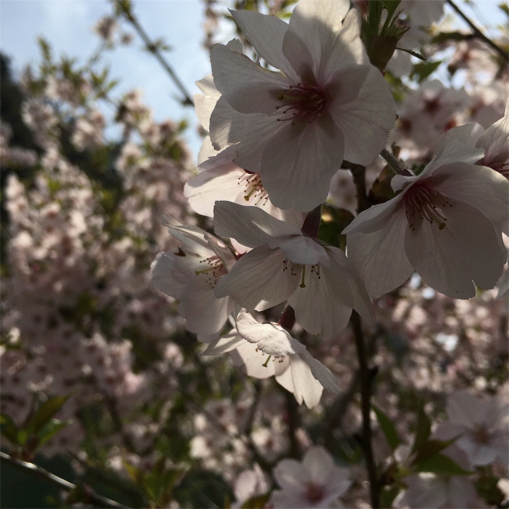 f:id:sprighascome:20160410200323j:image f:id:sprighascome:20160410200323j:image