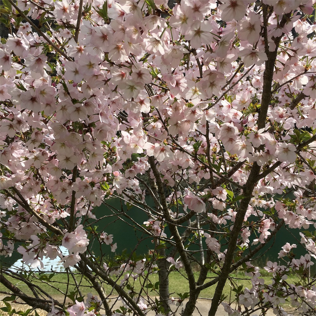 f:id:sprighascome:20160410200343j:image f:id:sprighascome:20160410200343j:image