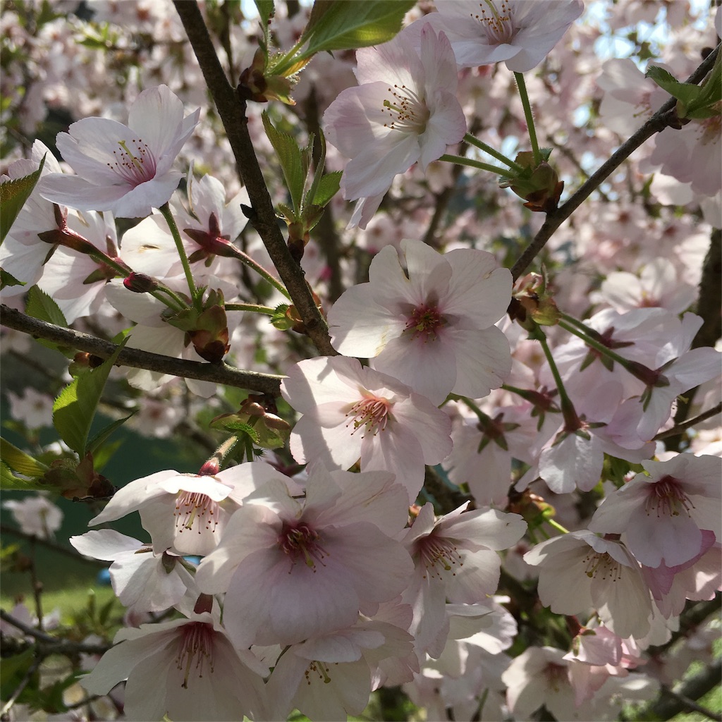 f:id:sprighascome:20160410201258j:image f:id:sprighascome:20160410201258j:image