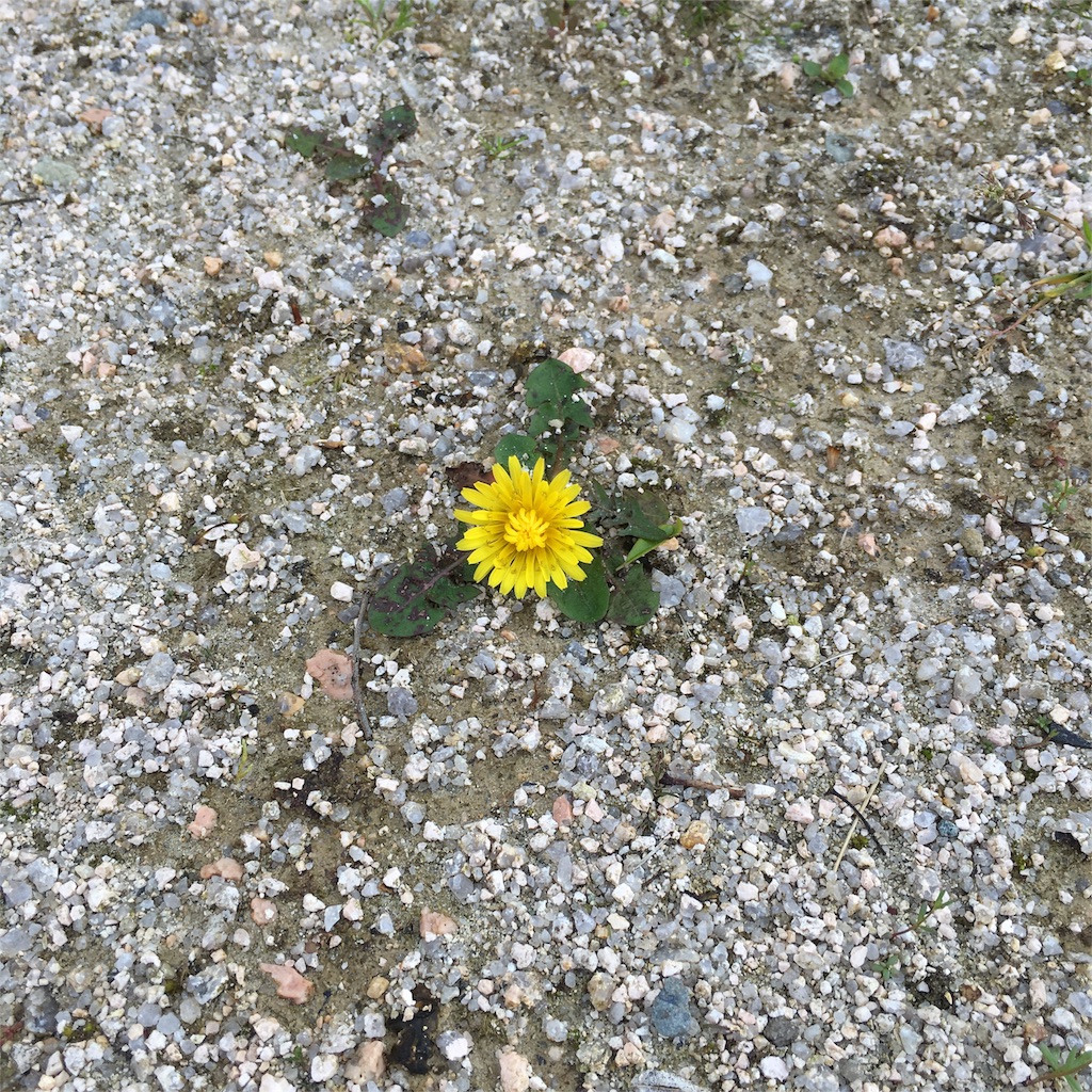 f:id:sprighascome:20160416181014j:image f:id:sprighascome:20160416181014j:image