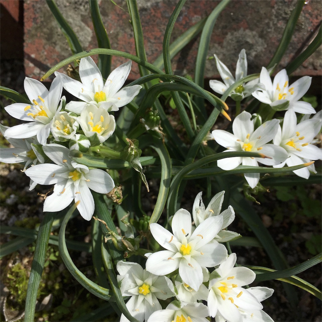 f:id:sprighascome:20160416182219j:image f:id:sprighascome:20160416182219j:image