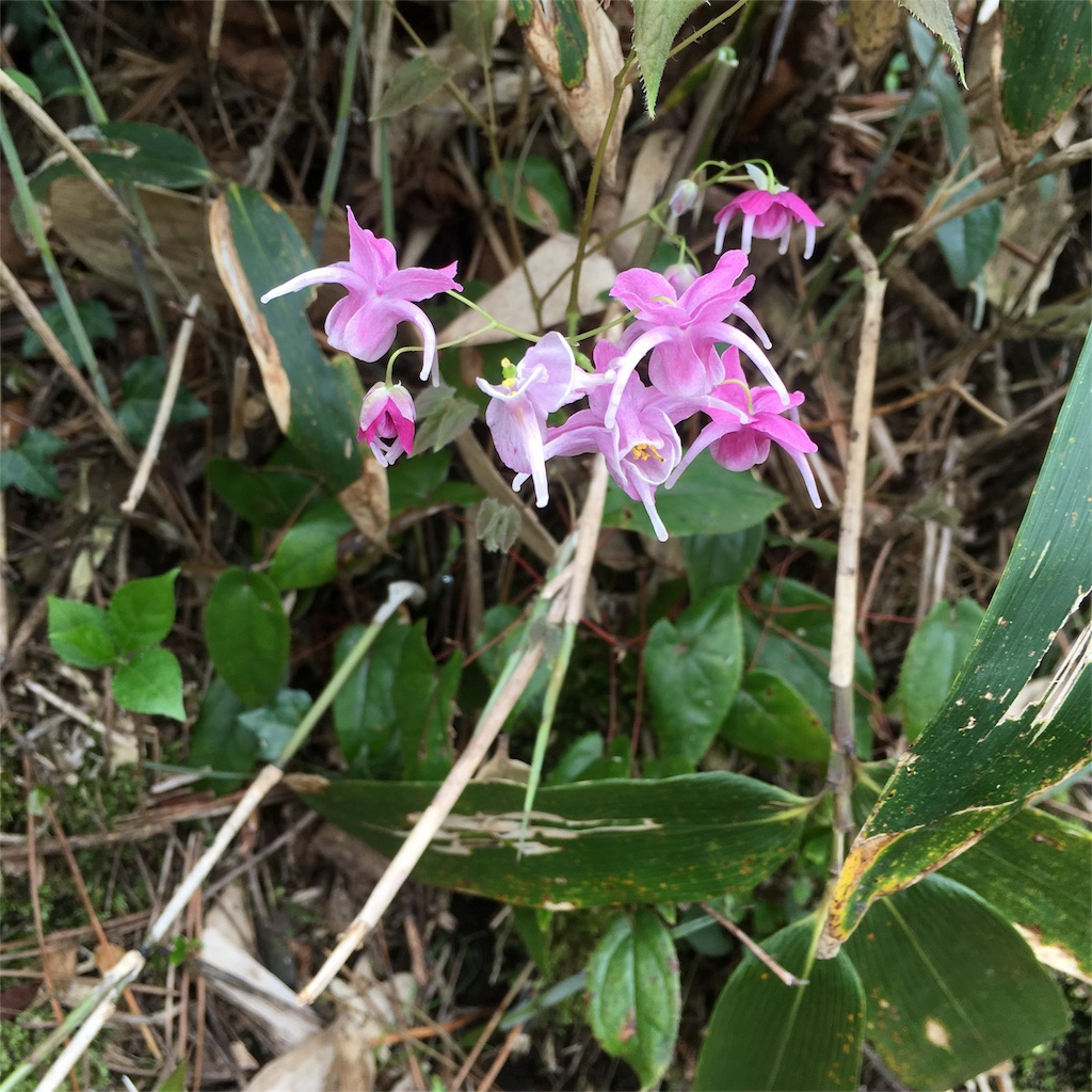 f:id:sprighascome:20160427053535j:image f:id:sprighascome:20160427053535j:image