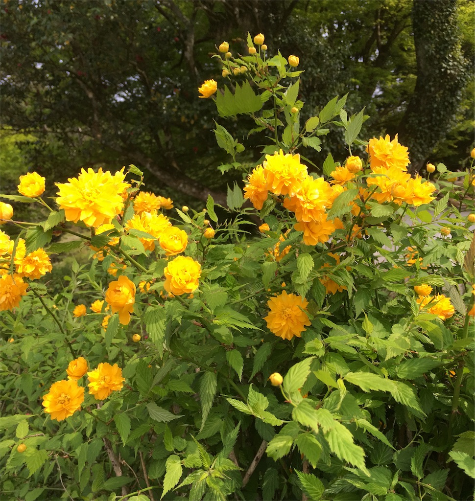 f:id:sprighascome:20160427054456j:image f:id:sprighascome:20160427054456j:image