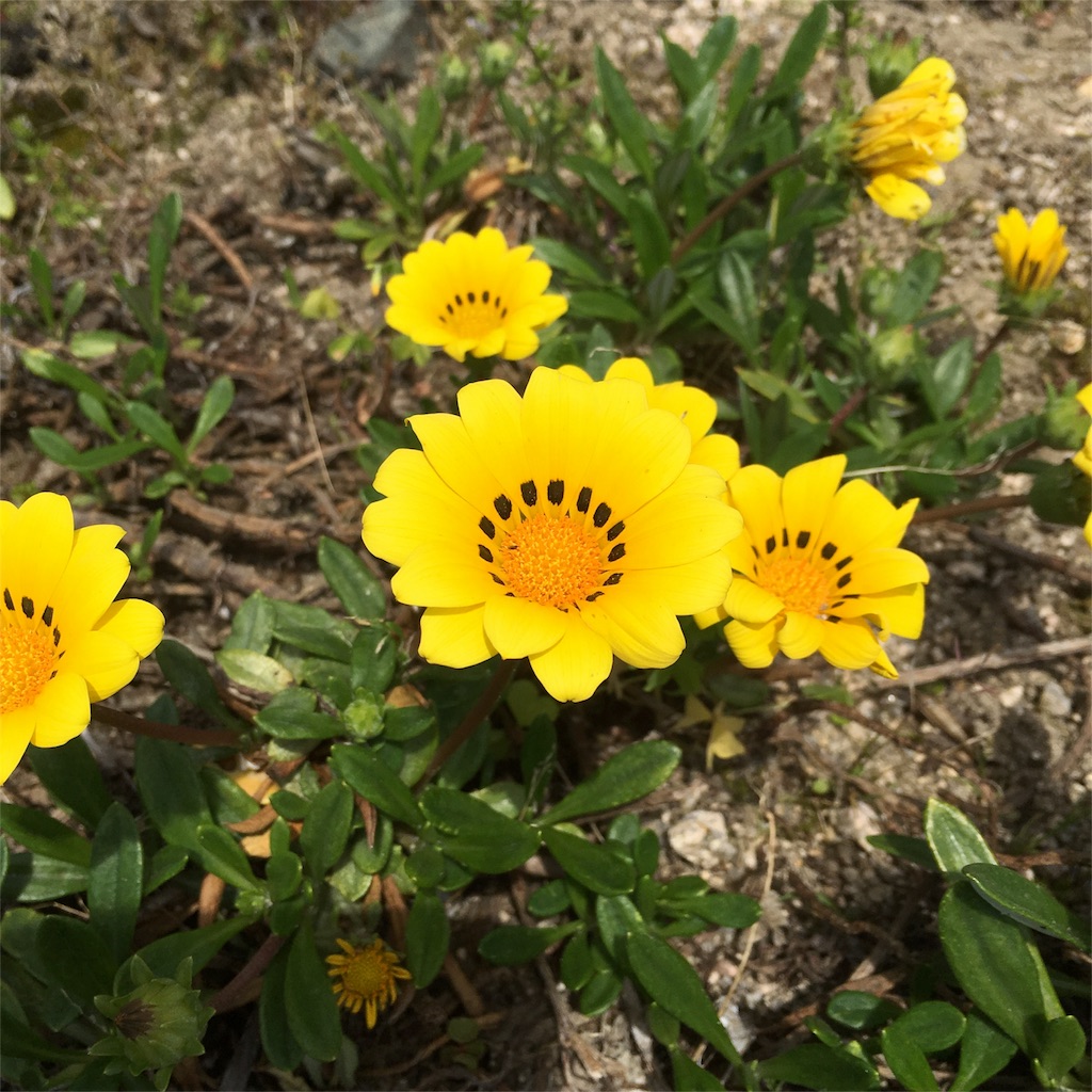 f:id:sprighascome:20160501220939j:image f:id:sprighascome:20160501220939j:image