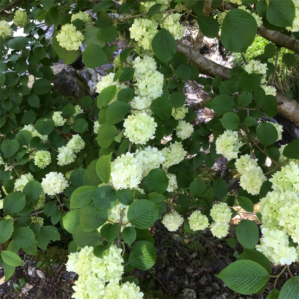 f:id:sprighascome:20160506201434j:image f:id:sprighascome:20160506201434j:image