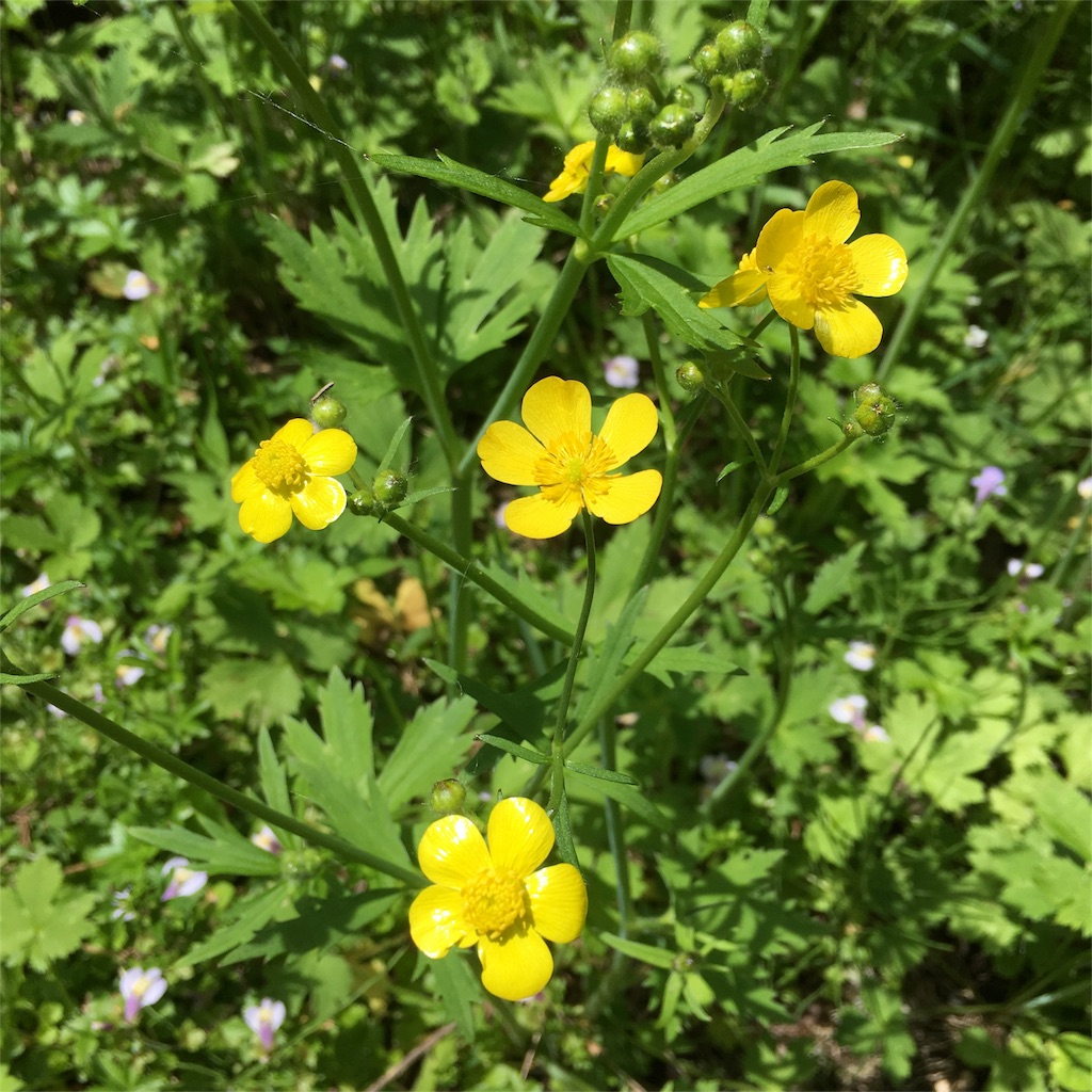 f:id:sprighascome:20160506202703j:image f:id:sprighascome:20160506202703j:image