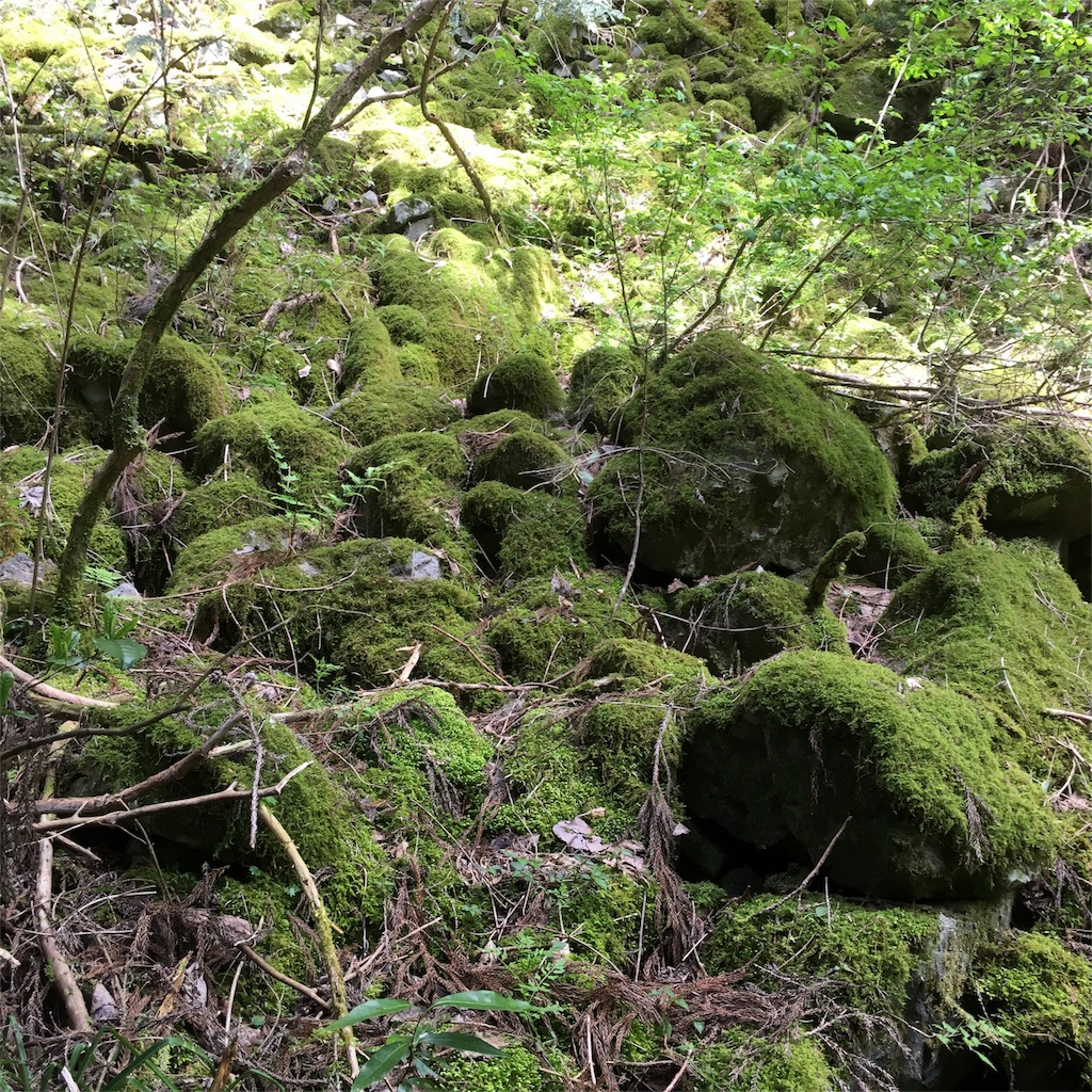 f:id:sprighascome:20160506202937j:image f:id:sprighascome:20160506202937j:image