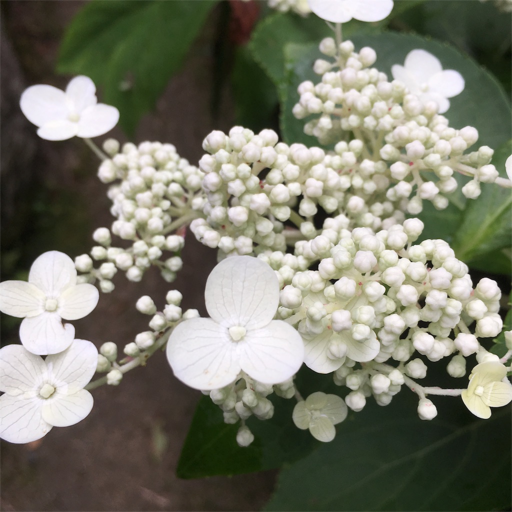 f:id:sprighascome:20160528200028j:image f:id:sprighascome:20160528200028j:image