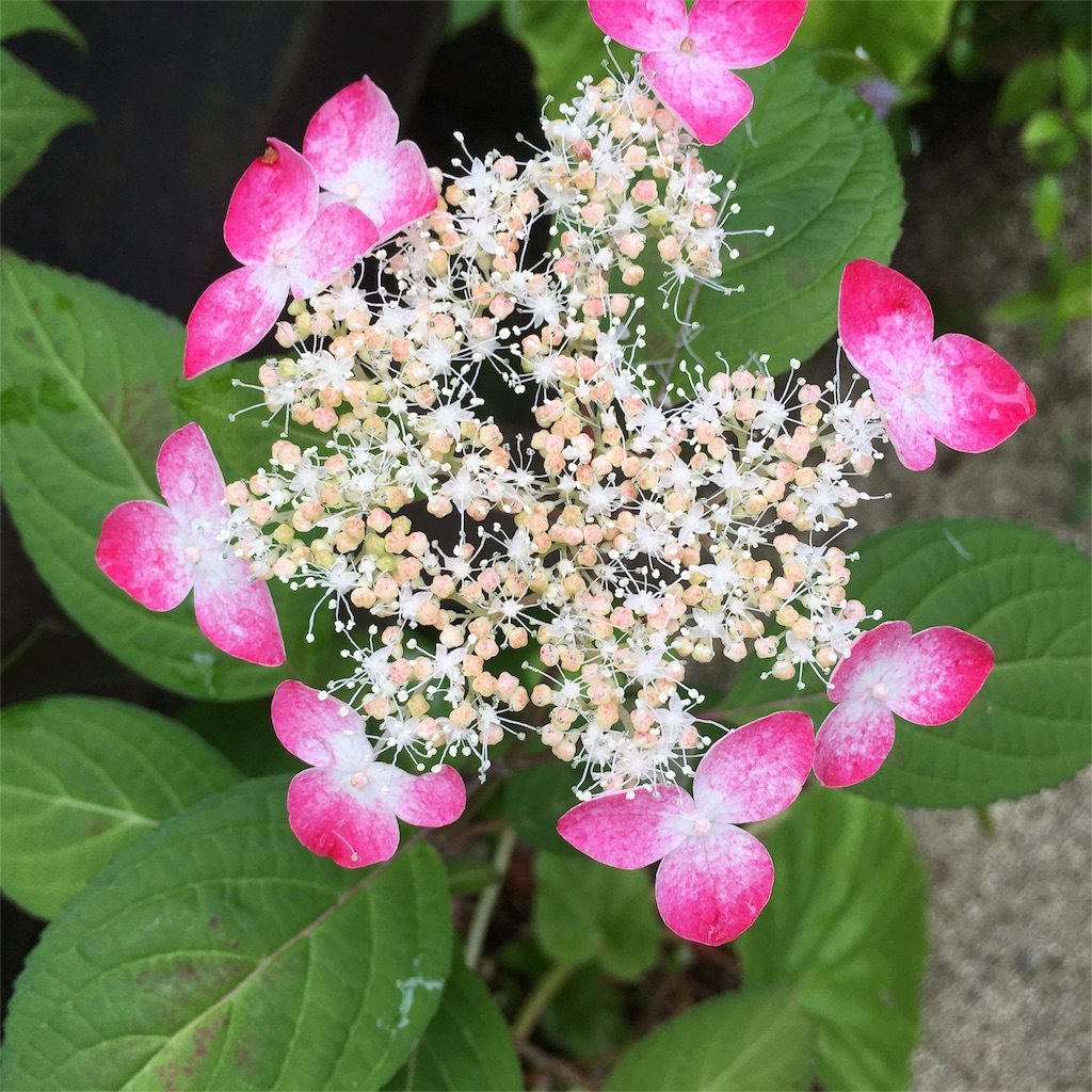 f:id:sprighascome:20160528200225j:image f:id:sprighascome:20160528200225j:image