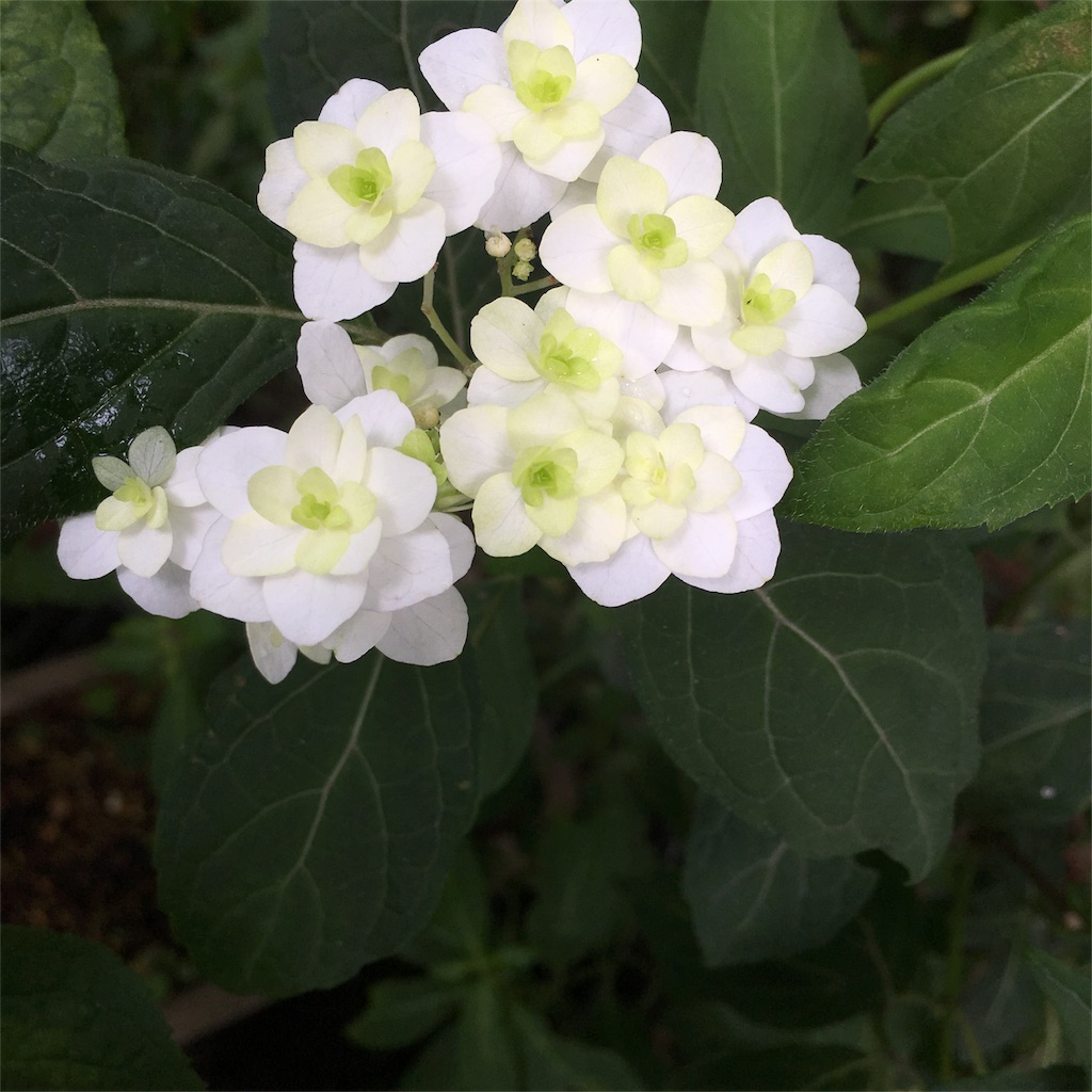 f:id:sprighascome:20160528200316j:image f:id:sprighascome:20160528200316j:image