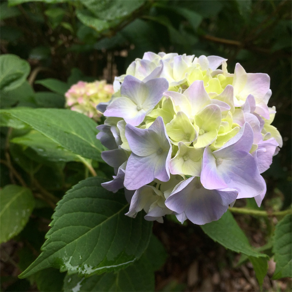 f:id:sprighascome:20160528200839j:image f:id:sprighascome:20160528200839j:image