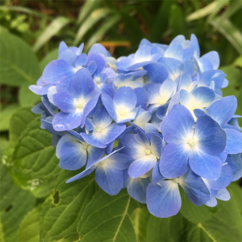 f:id:sprighascome:20160528200951j:image f:id:sprighascome:20160528200951j:image