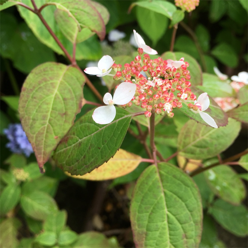 f:id:sprighascome:20160528201158j:image f:id:sprighascome:20160528201158j:image