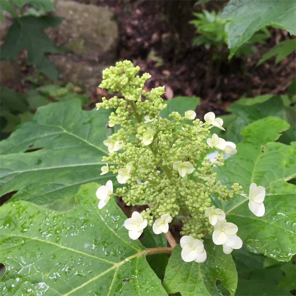 f:id:sprighascome:20160528201321j:image f:id:sprighascome:20160528201321j:image