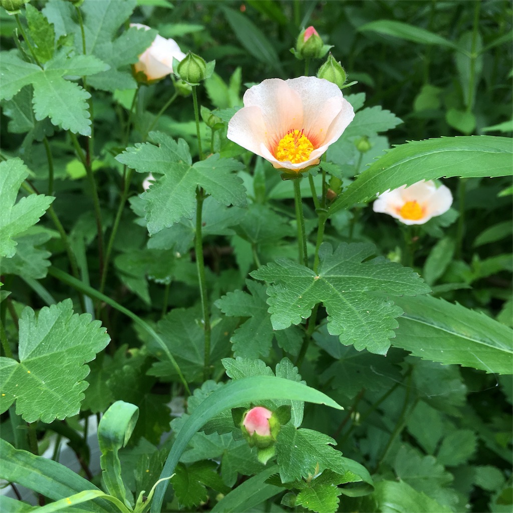 f:id:sprighascome:20160528201530j:image f:id:sprighascome:20160528201530j:image