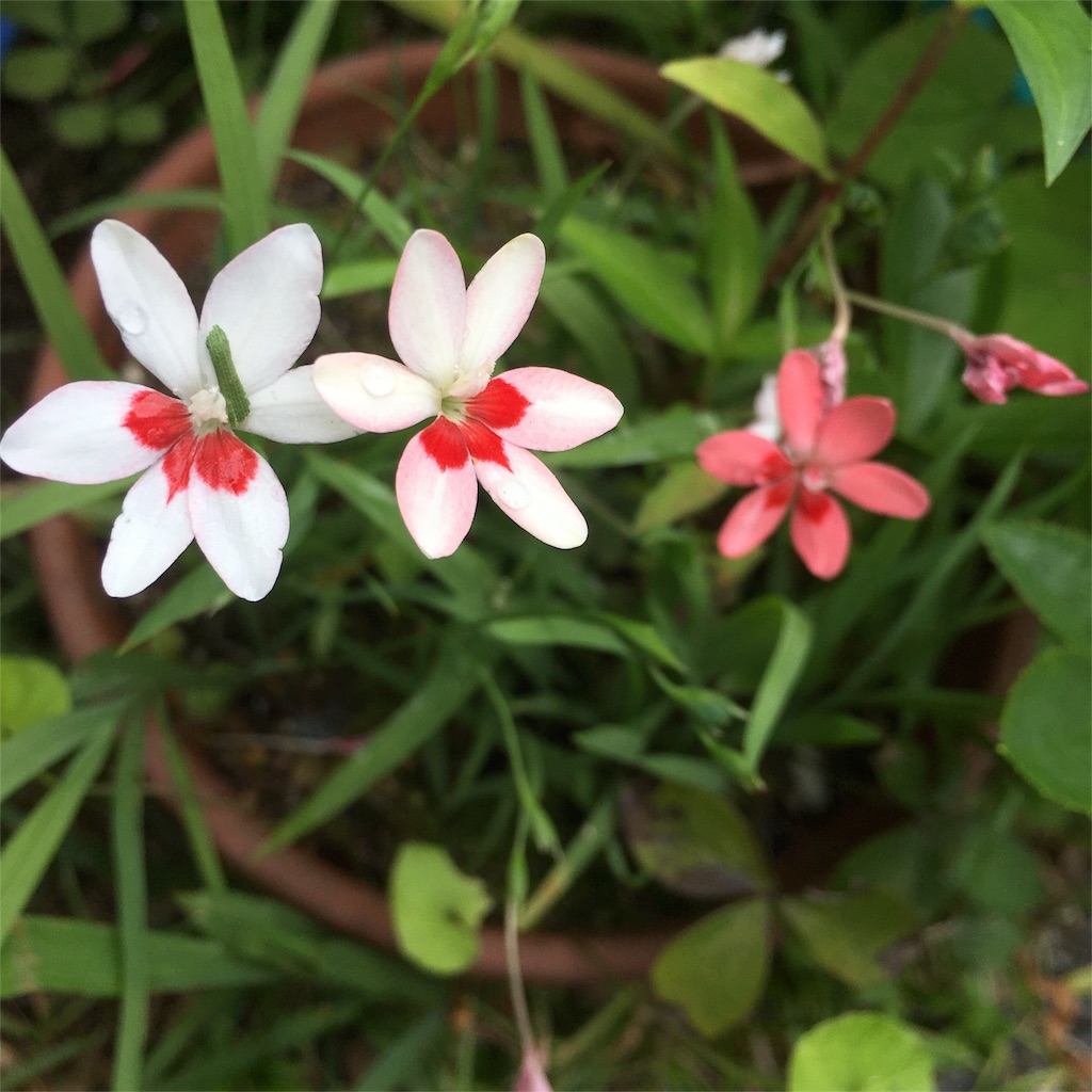 f:id:sprighascome:20160528201702j:image f:id:sprighascome:20160528201702j:image