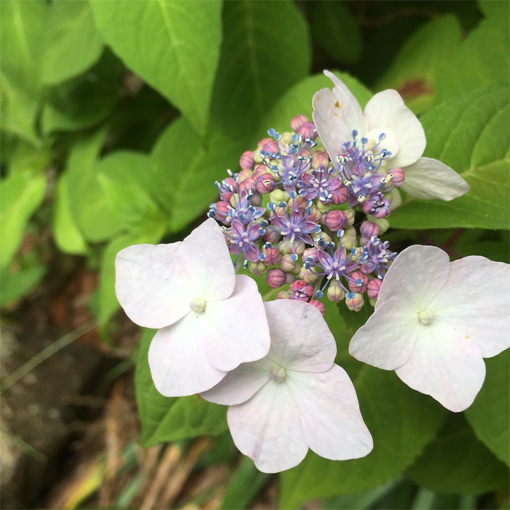 f:id:sprighascome:20160528202013j:image f:id:sprighascome:20160528202013j:image