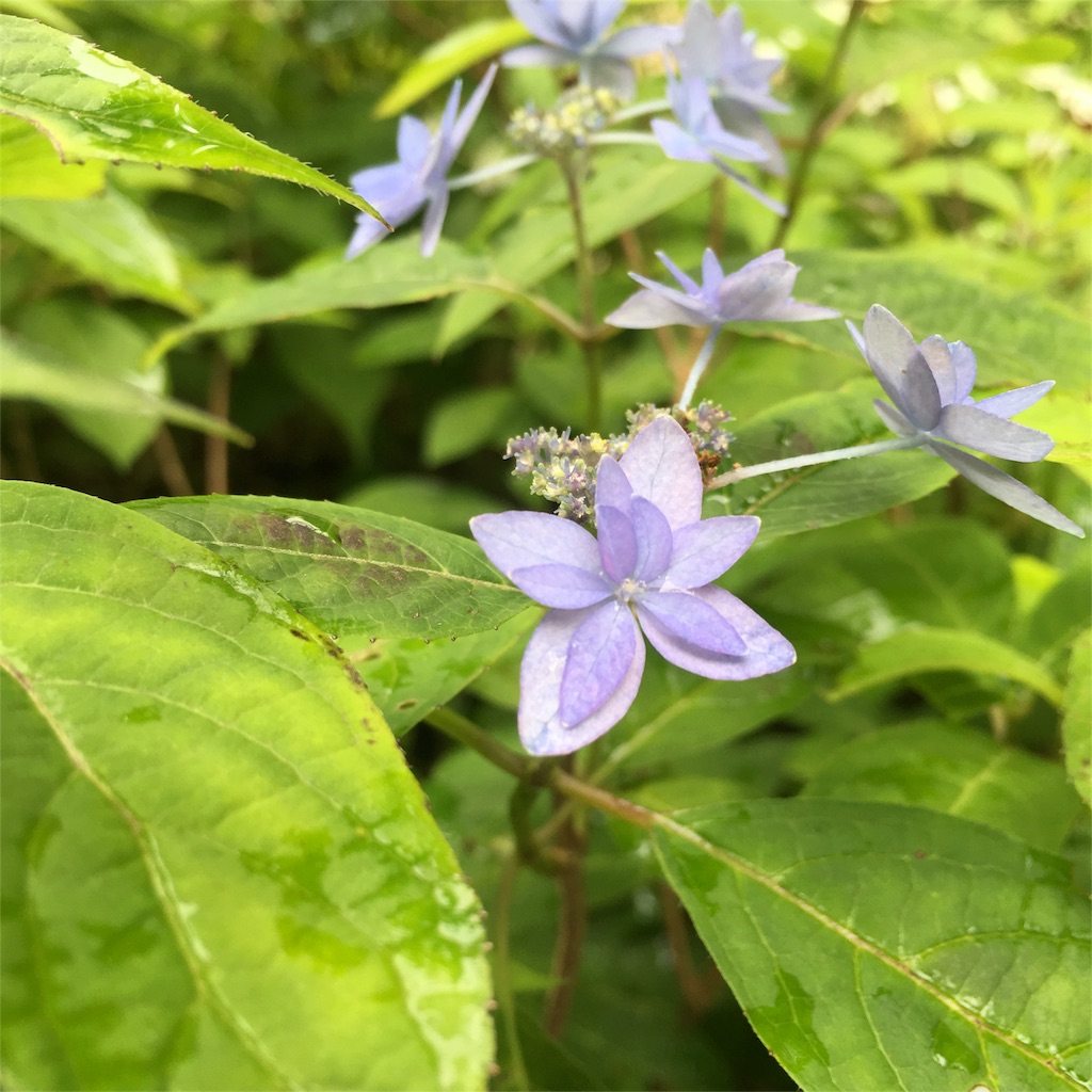 f:id:sprighascome:20160528202146j:image f:id:sprighascome:20160528202146j:image